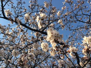 It's spring.  That means it's flower time.  Everyone party!